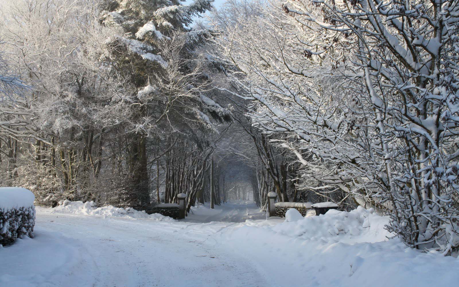 winter wunderland tapete,schnee,winter,frost,einfrieren,baum