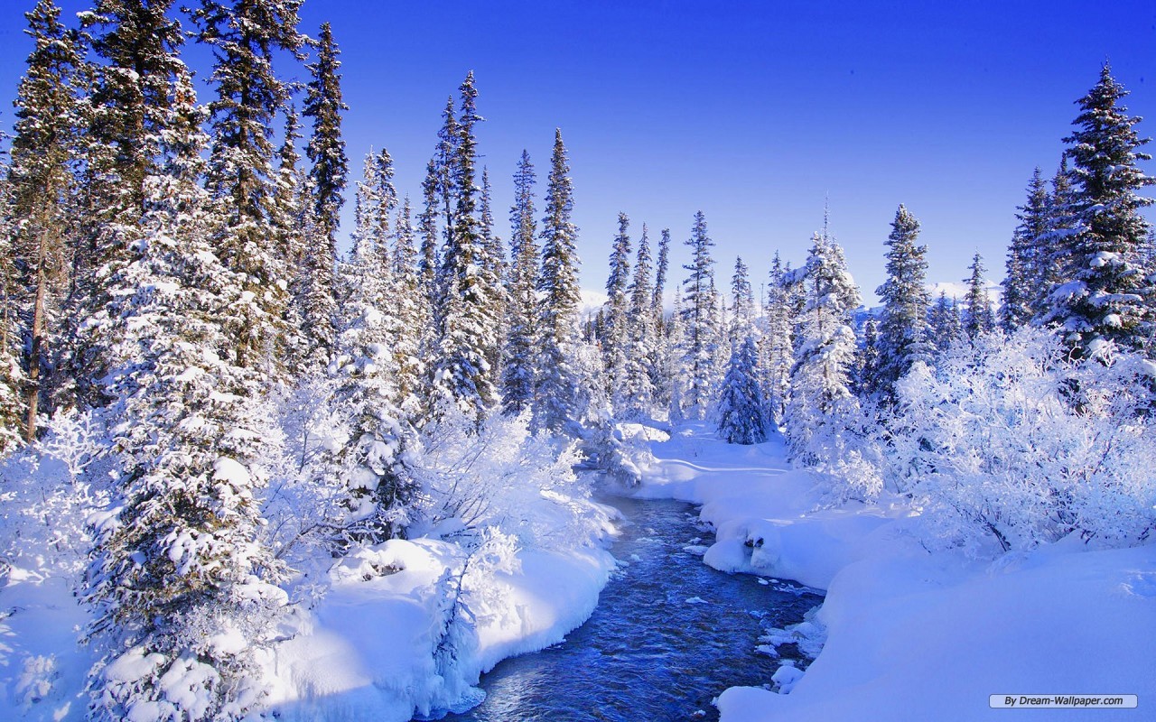winter wunderland tapete,schnee,kurzblättrige schwarzfichte,winter,natur,baum