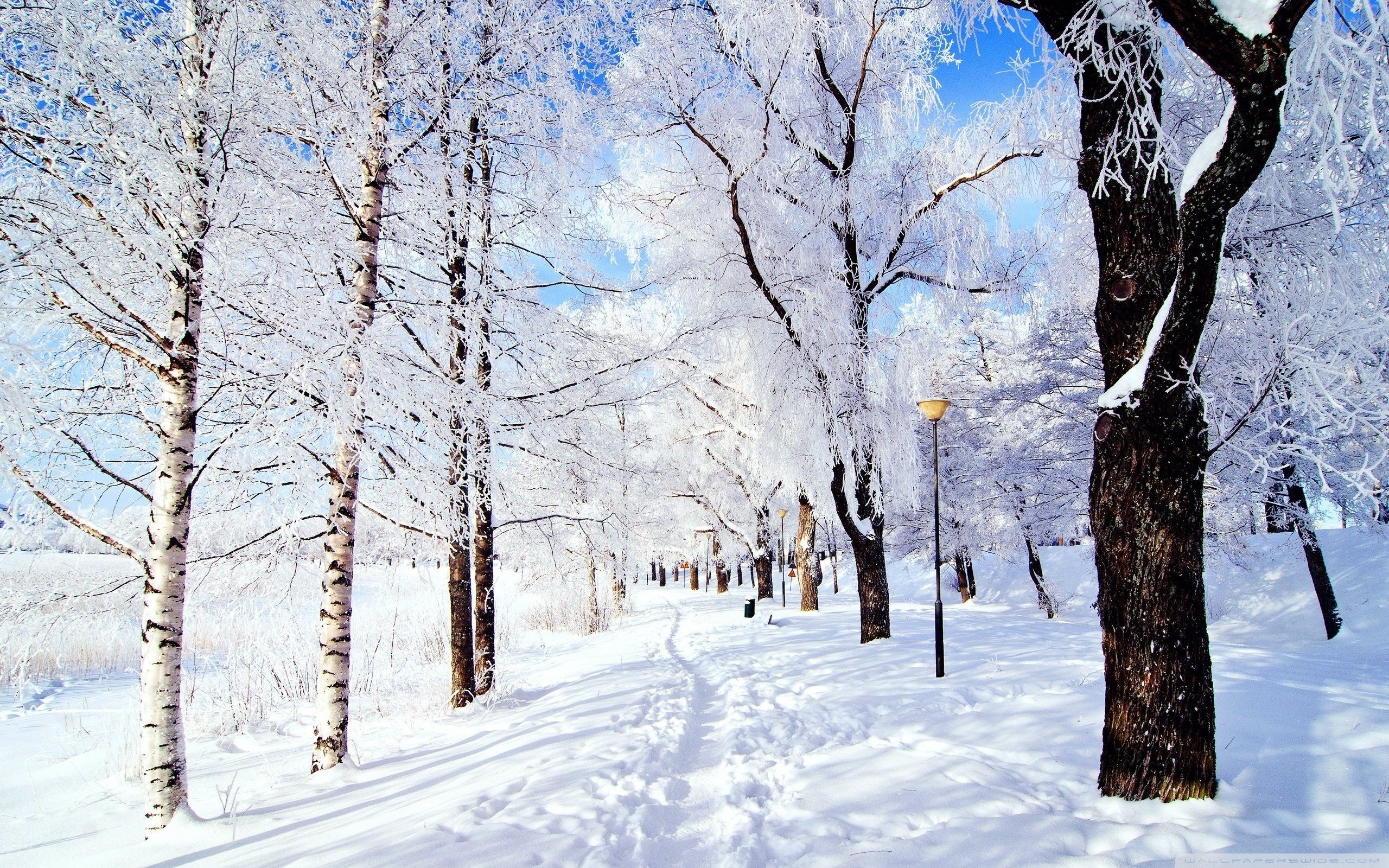 winter wonderland wallpaper,snow,tree,winter,natural landscape,nature