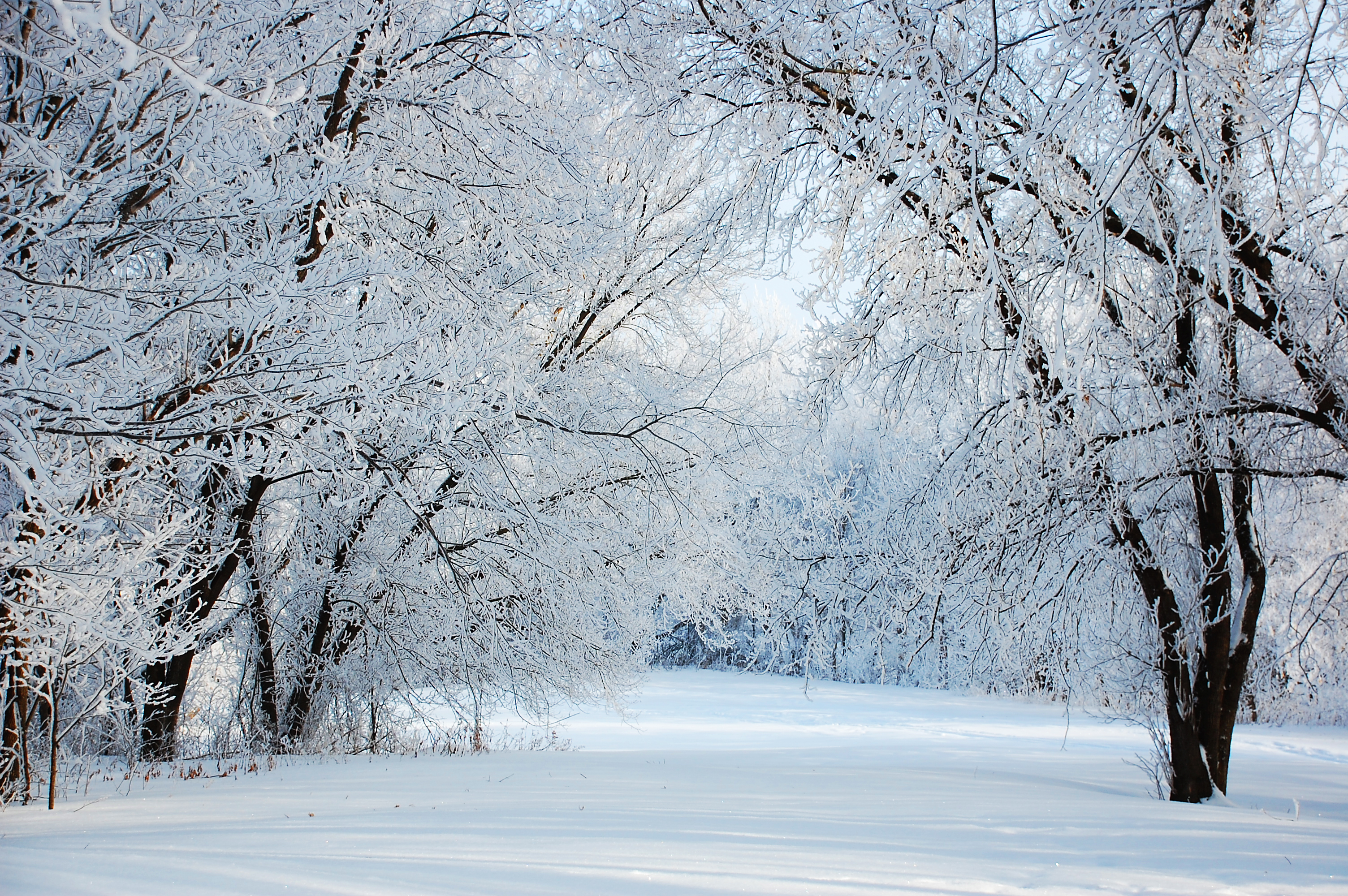 winter wunderland tapete,schnee,winter,baum,frost,natur