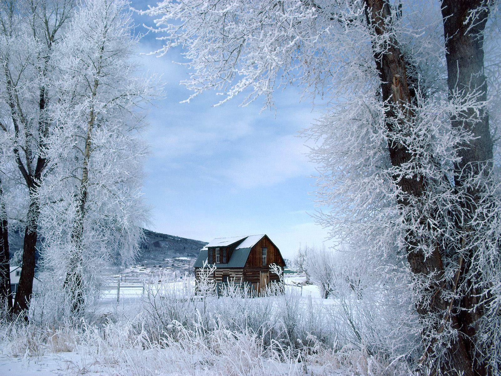 carta da parati invernale del paese delle meraviglie,inverno,neve,brina,paesaggio naturale,congelamento