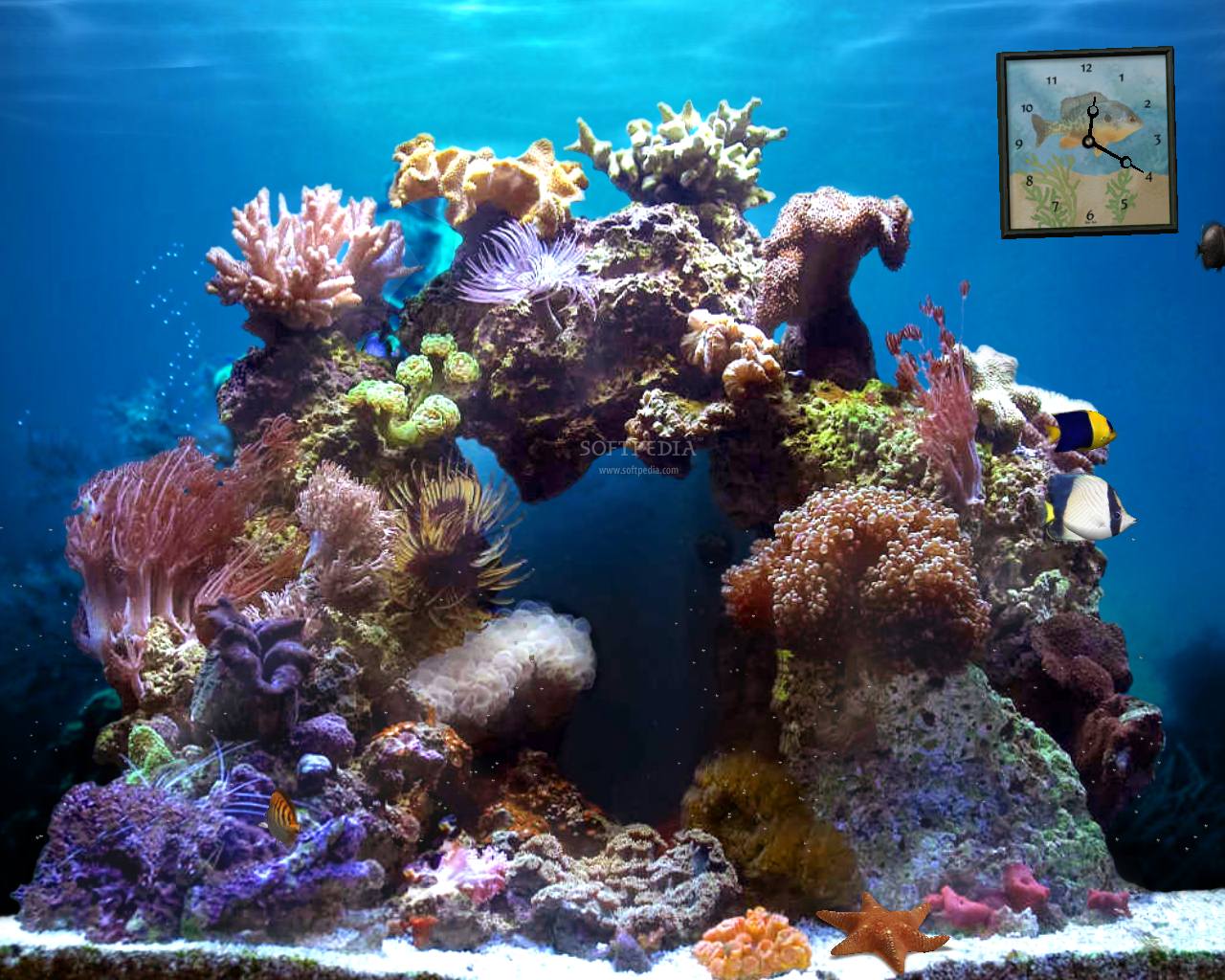 움직이는 애니메이션 벽지,암초,산호초,돌이 많은 산호초,산호,해양 생물학