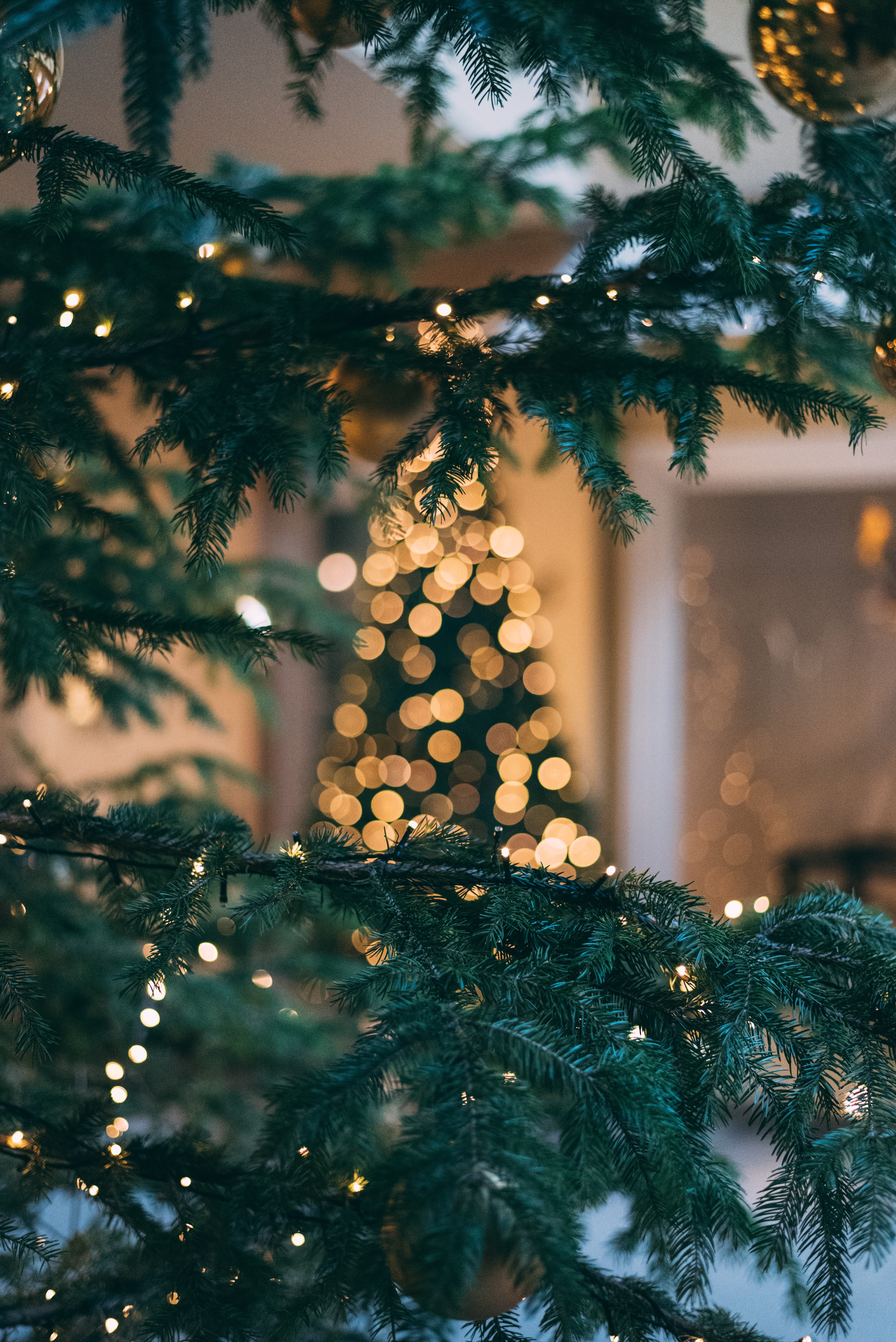 fondo de pantalla de navidad hd,árbol,abeto de colorado,navidad,árbol de navidad,abeto