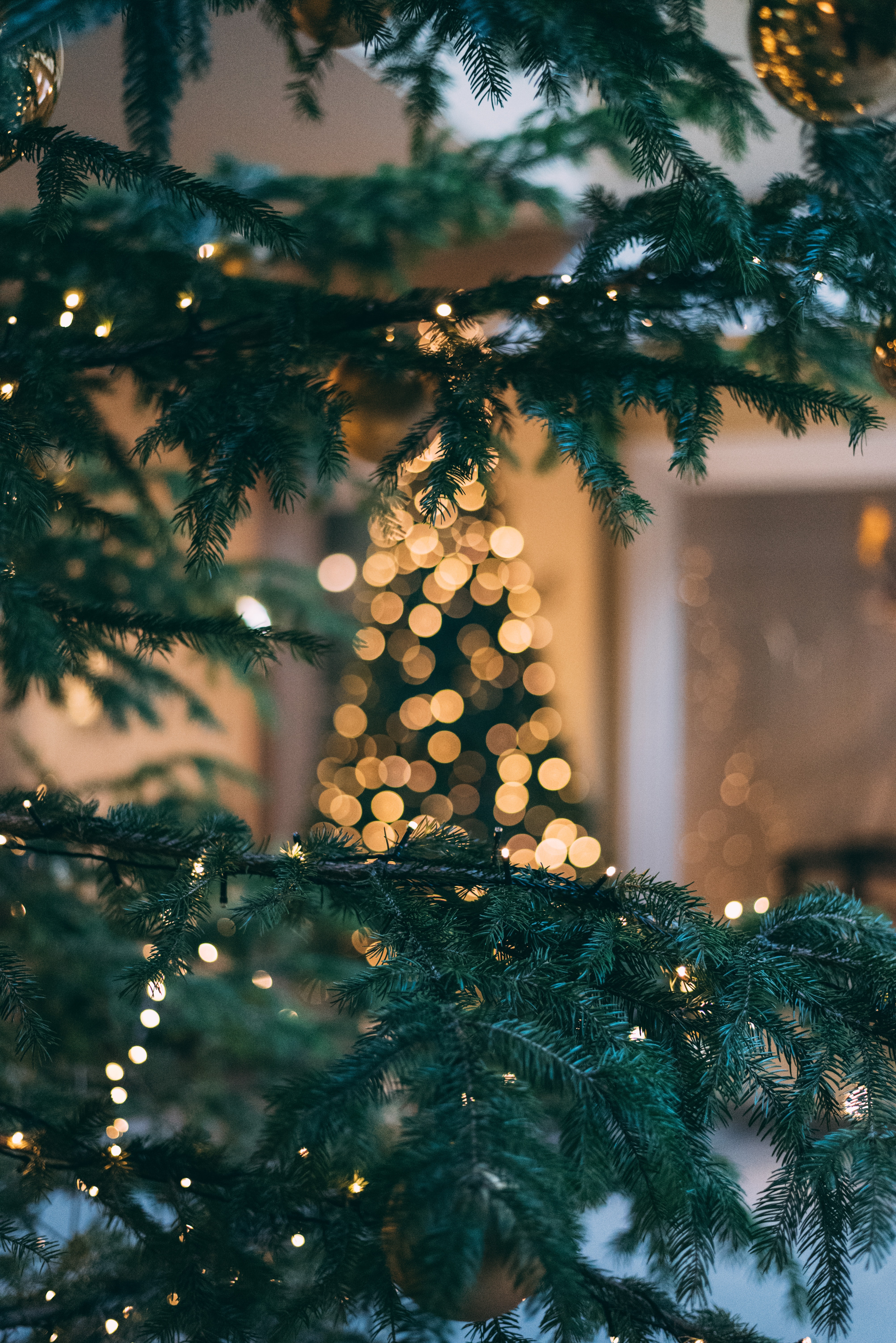 fond d'écran de noël hd,arbre,épicéa du colorado,noël,sapin de noël,épicéa