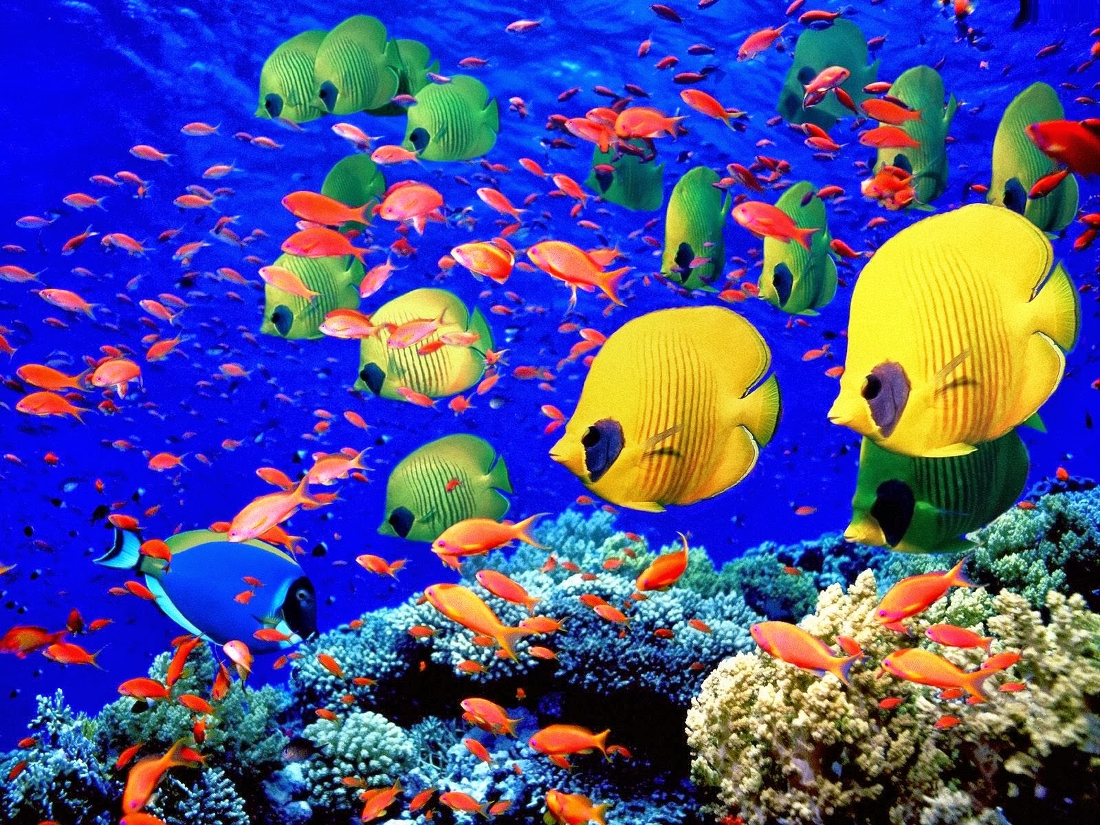 움직이는 물고기 벽지,산호초,산호초 물고기,물고기,물고기,수중