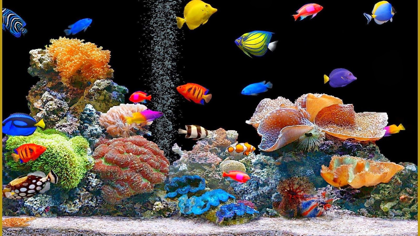 moving fish wallpaper,coral reef,reef,marine biology,natural environment,stony coral