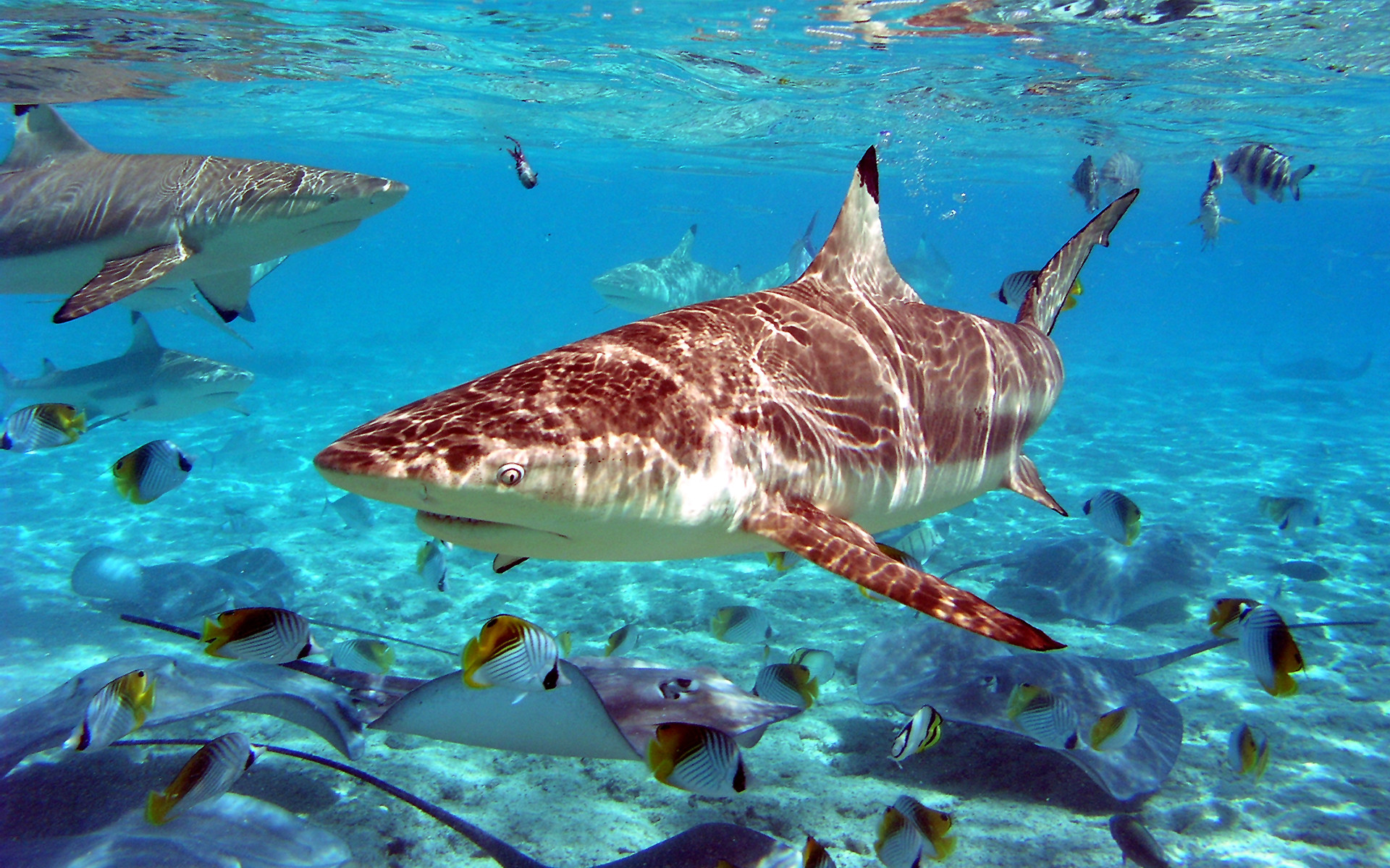 carta da parati in movimento pesce,pesce,biologia marina,squalo,pesce cartilagineo,subacqueo