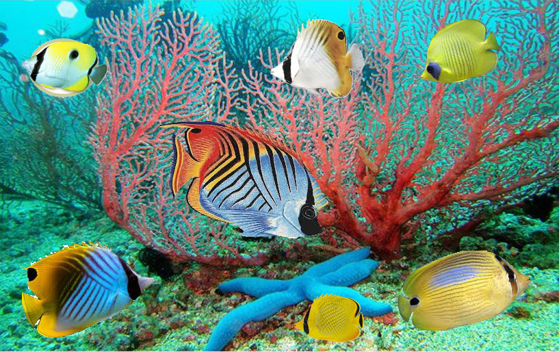 fond d'écran de poisson en mouvement,poisson,sous marin,biologie marine,poissons de récifs coralliens,poisson