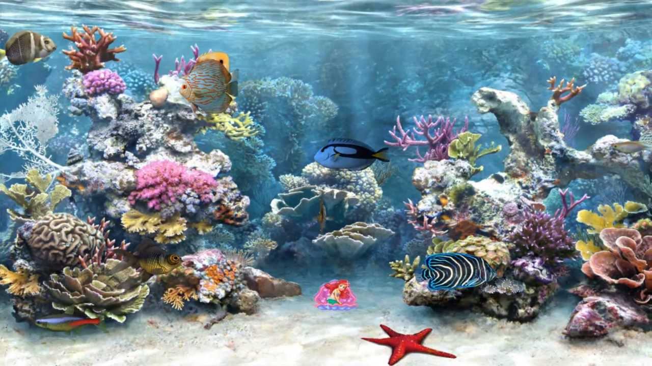 moving fish wallpaper,coral reef,reef,marine biology,coral reef fish,natural environment
