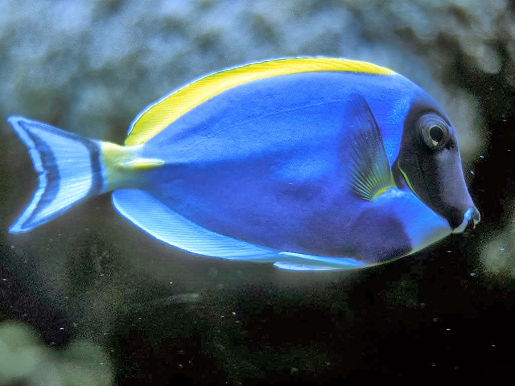 fond d'écran de poisson en mouvement,poisson,biologie marine,poisson,pomacentridae,bleu