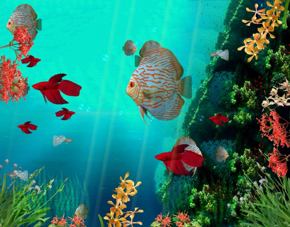 moving fish wallpaper,marine biology,underwater,organism,fish,coral reef fish