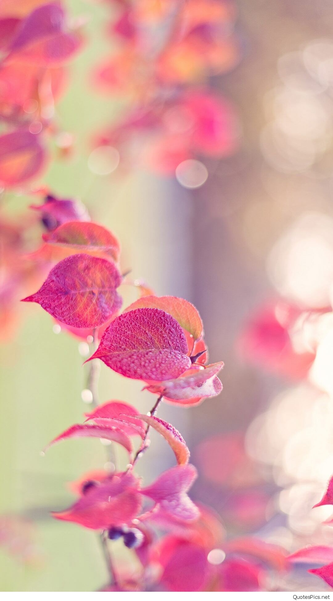 girly wallpapers hd,pink,flower,petal,plant,branch