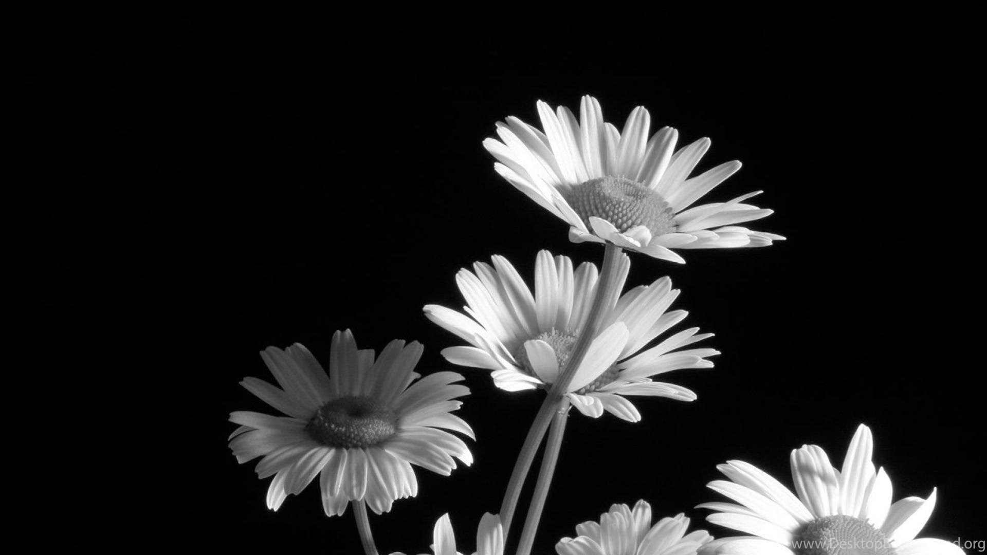 black flower wallpaper,daisy,white,monochrome photography,black and white,petal