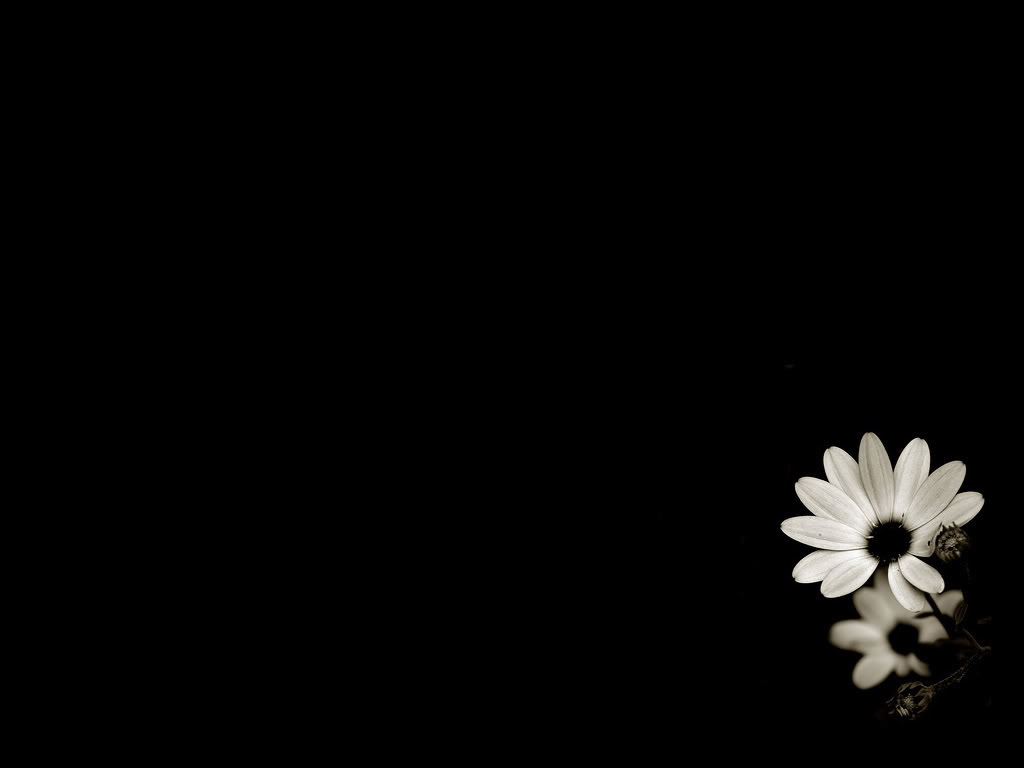 黒花の壁紙,黒,白い,花弁,モノクロ写真,静物写真