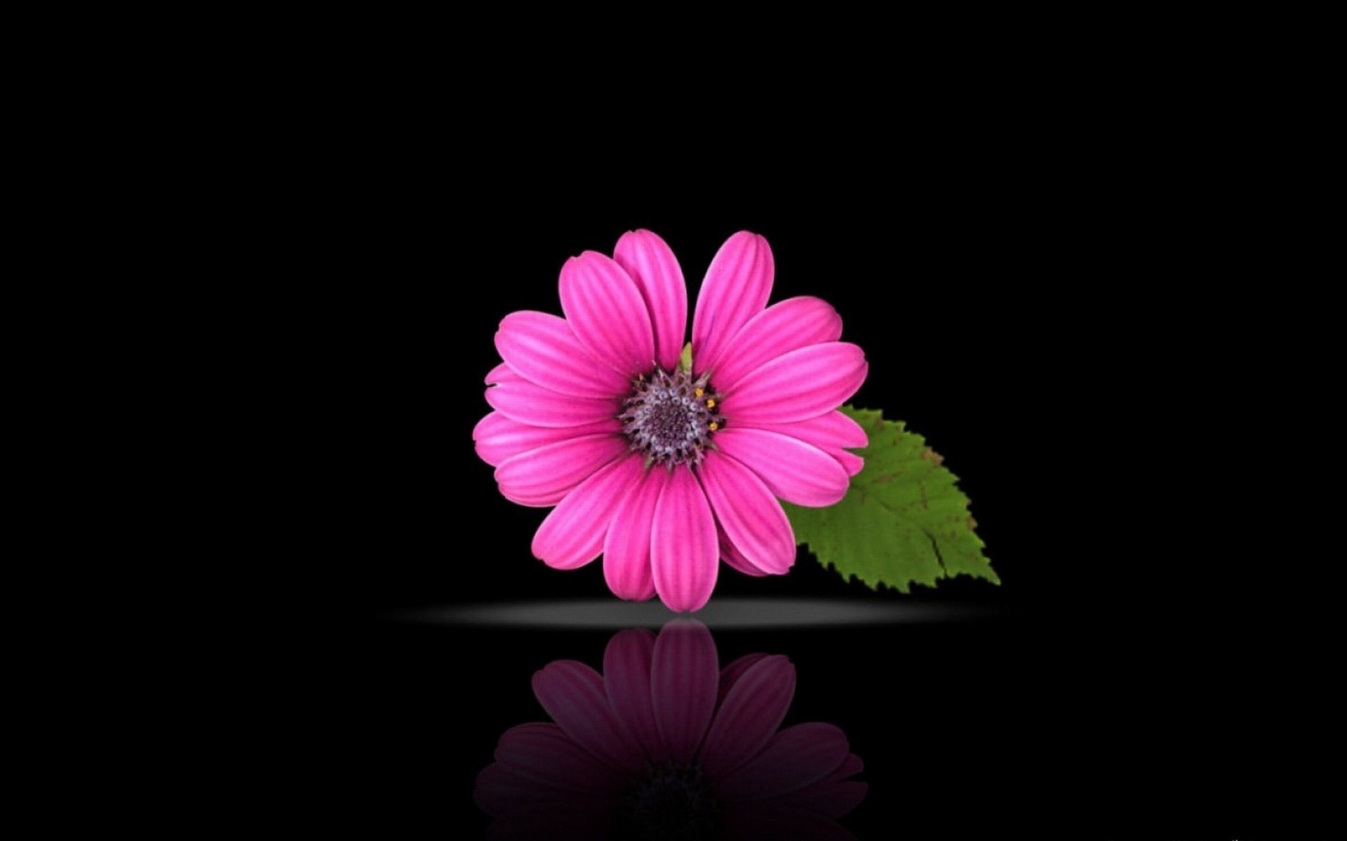 papel pintado de flores negras,pétalo,rosado,flor,gerbera,planta