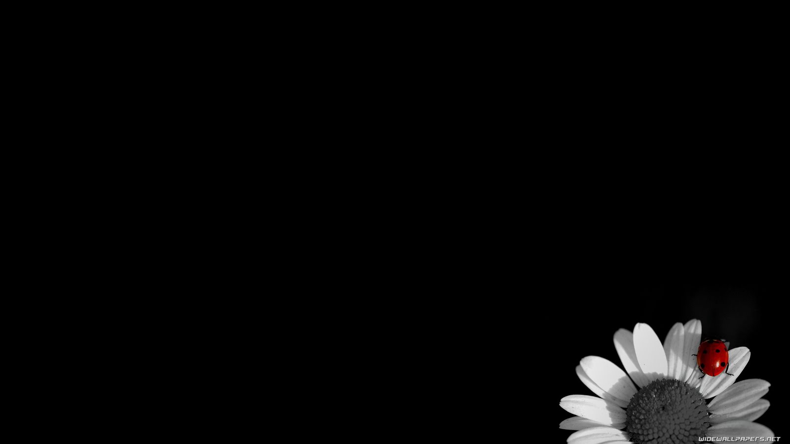 black flower wallpaper,black,white,petal,red,text