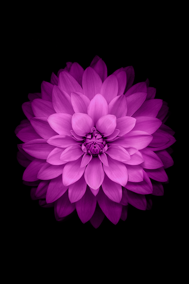 black flower wallpaper,petal,pink,violet,purple,dahlia