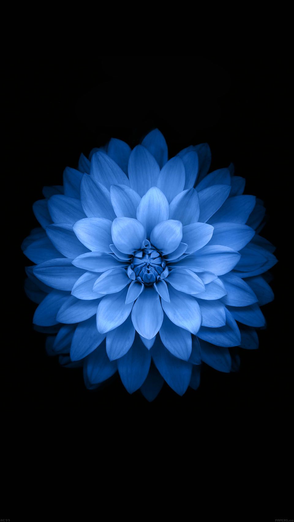 black flower wallpaper,blue,petal,flower,dahlia,plant