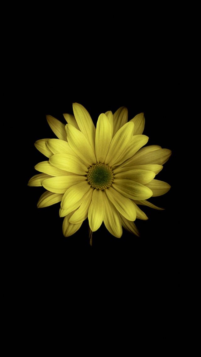 Iphone X Wallpaper Yellow Flower With Black Background WallpaperUse