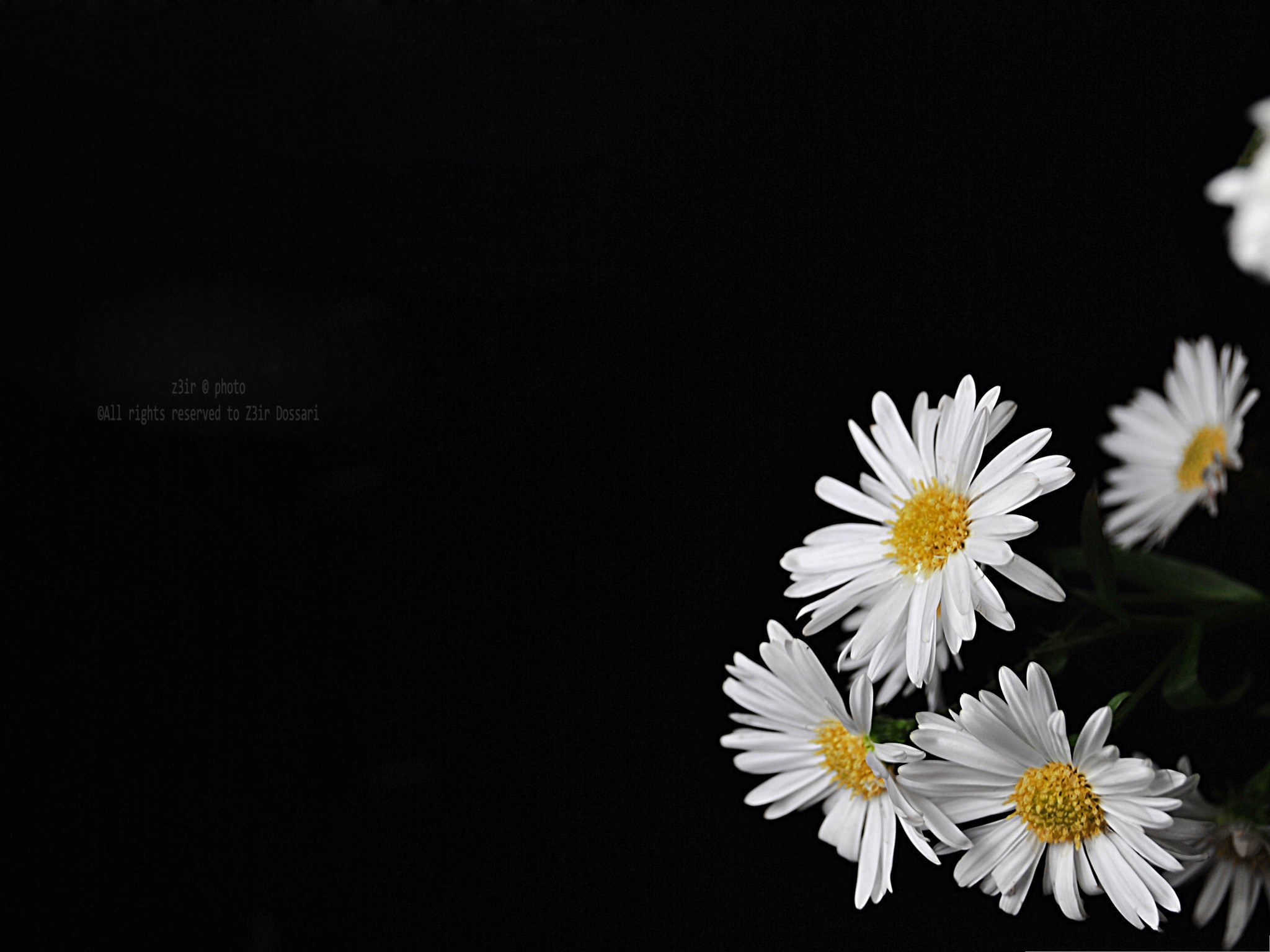 검은 꽃 벽지,데이지,꽃,하얀,꽃잎,oxeye 데이지