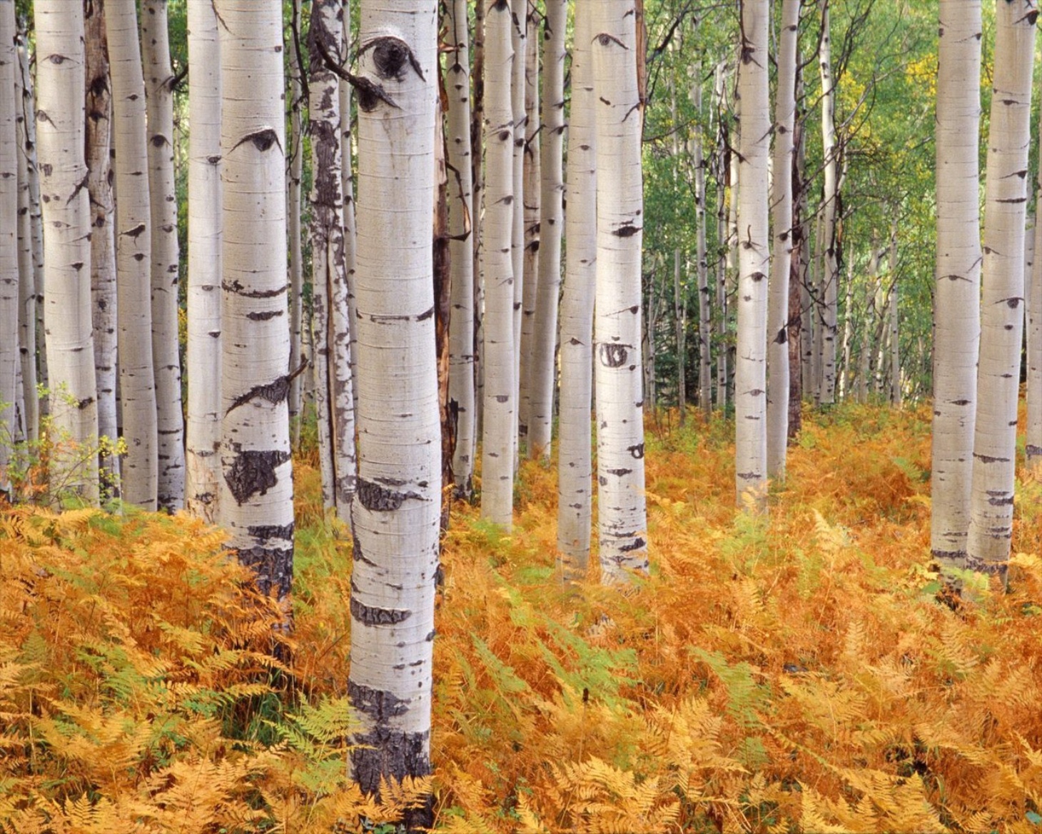 birch wallpaper,tree,forest,canoe birch,northern hardwood forest,american aspen