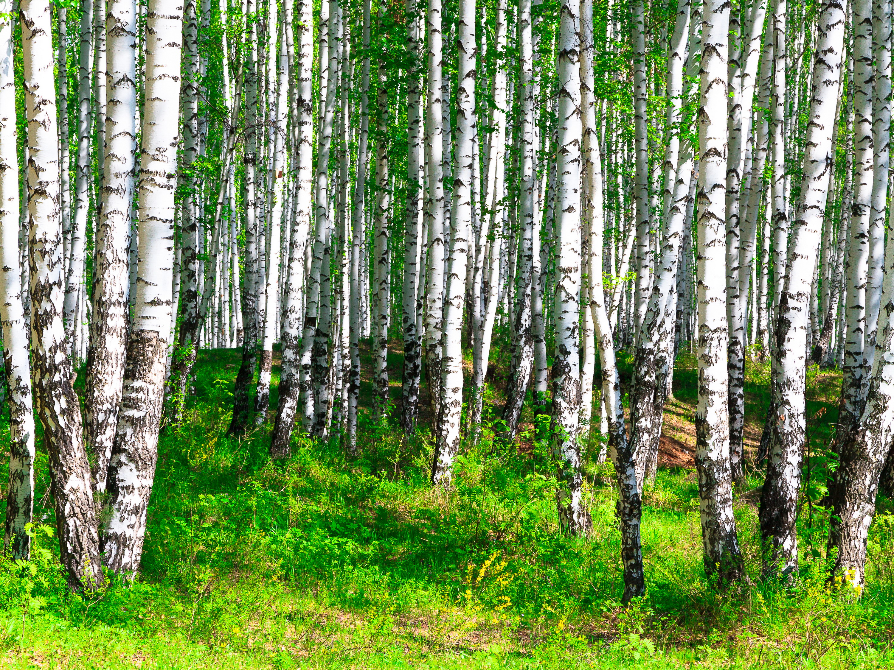 birch wallpaper,tree,birch,canoe birch,forest,natural environment