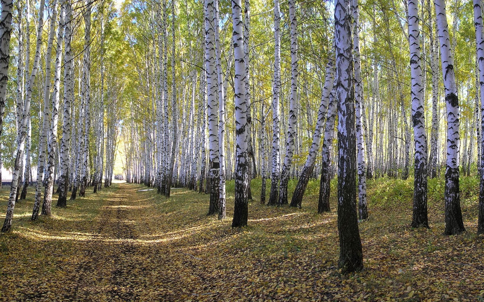 carta da parati in betulla,albero,foresta,natura,boschetto,paesaggio naturale