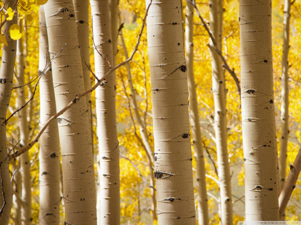 papel pintado de abedul,árbol,abedul canoa,abedul,abedul dulce,amarillo