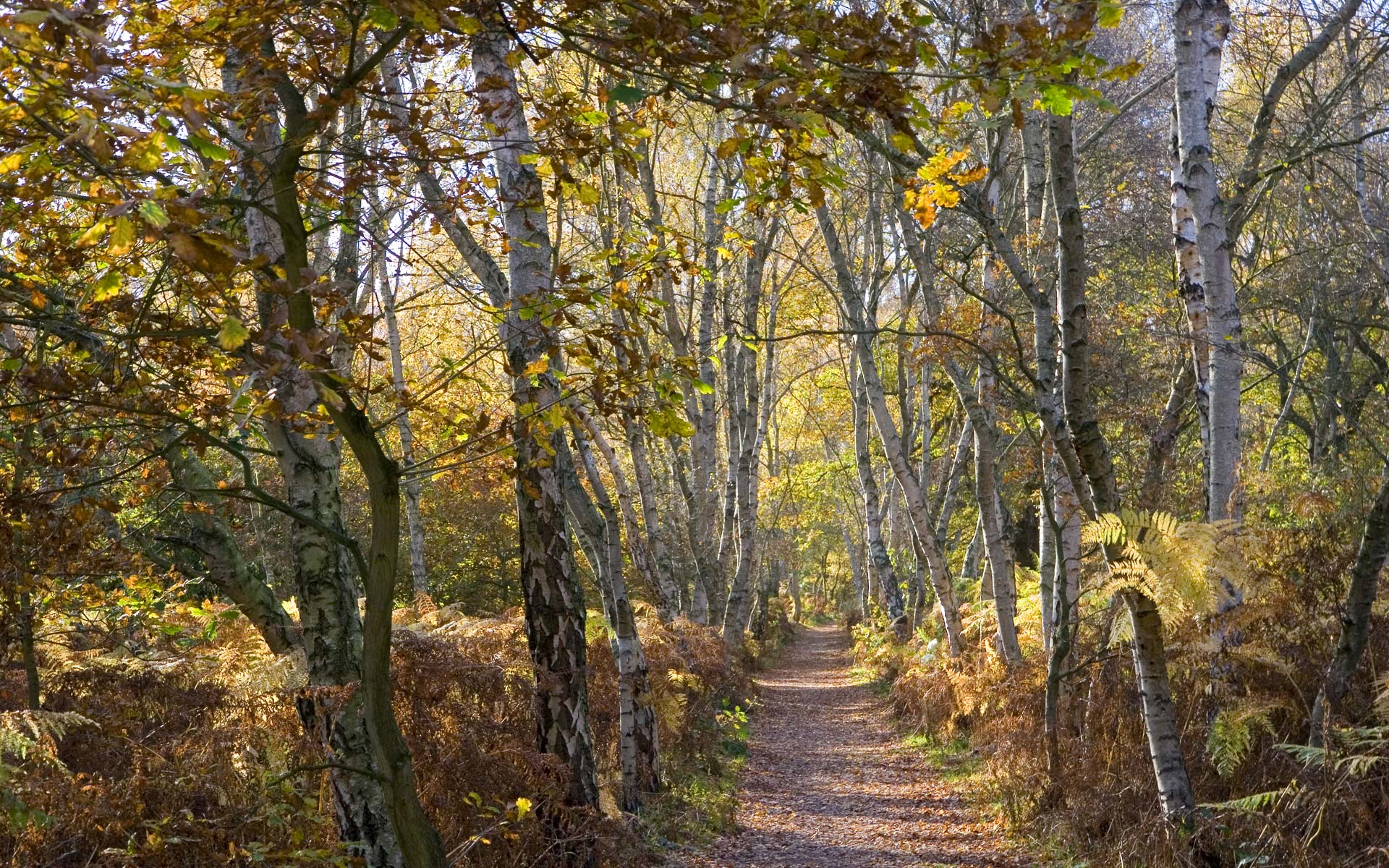 carta da parati in betulla,albero,paesaggio naturale,natura,foresta,bosco