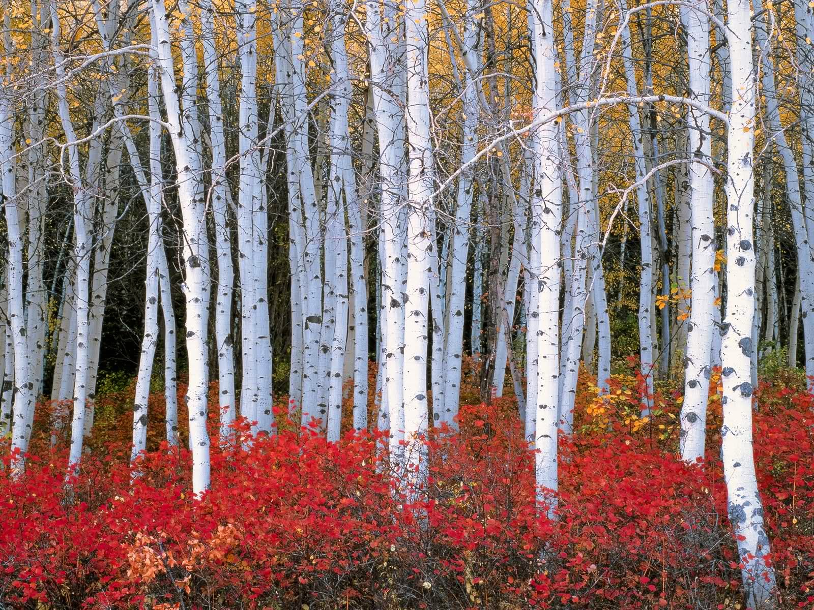 birch wallpaper,tree,canoe birch,birch,northern hardwood forest,american aspen