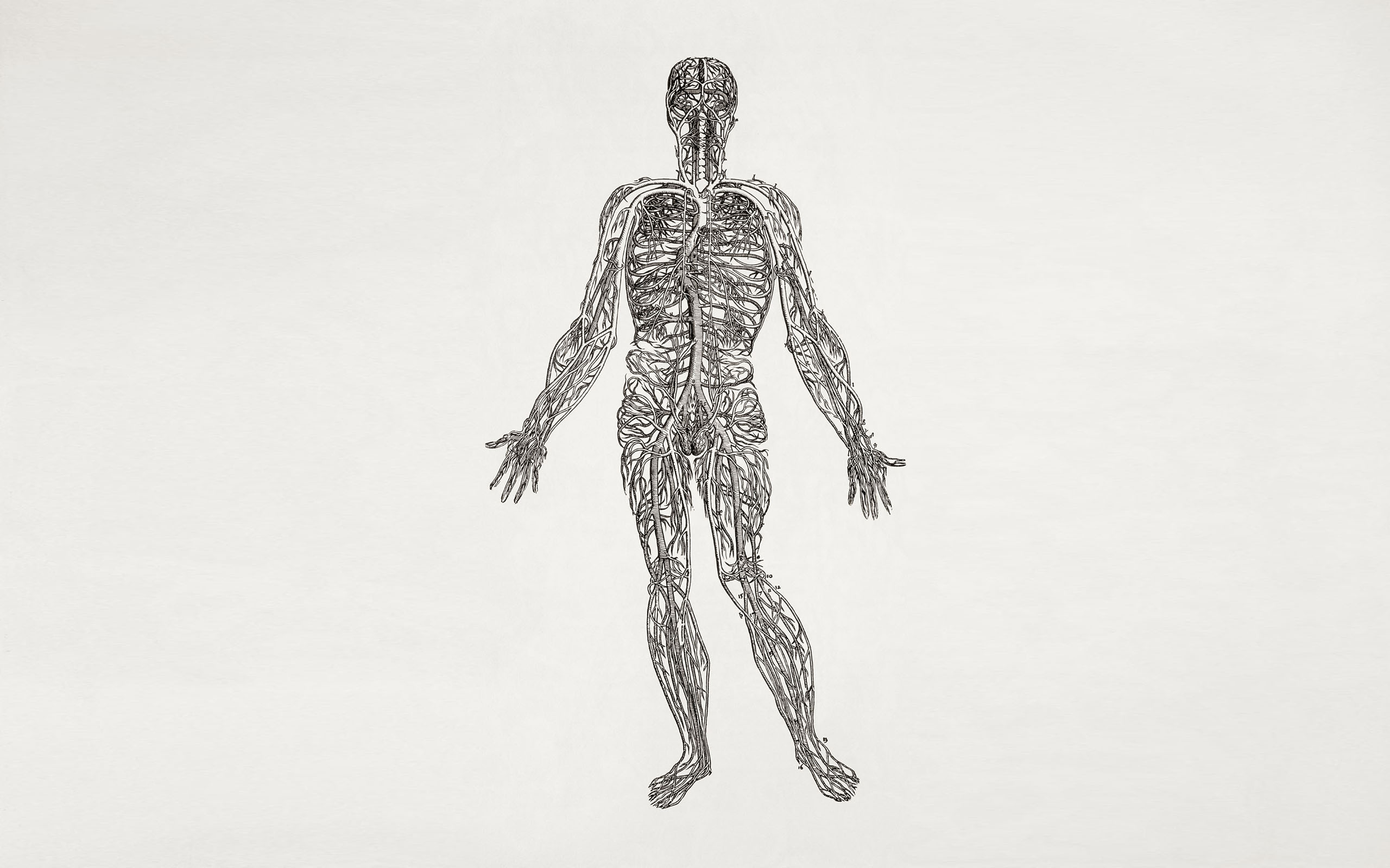 carta da parati umana,disegno,spalla,in piedi,anatomia umana,schizzo