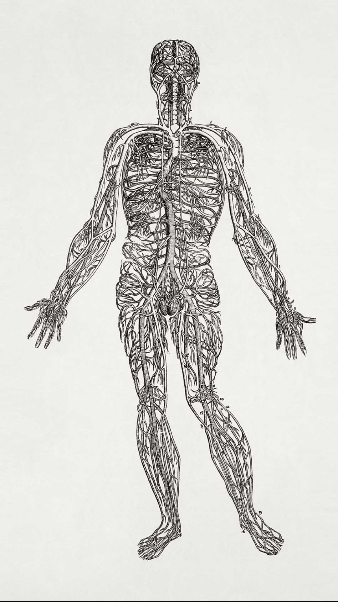 human wallpaper,human anatomy,standing,shoulder,joint,drawing