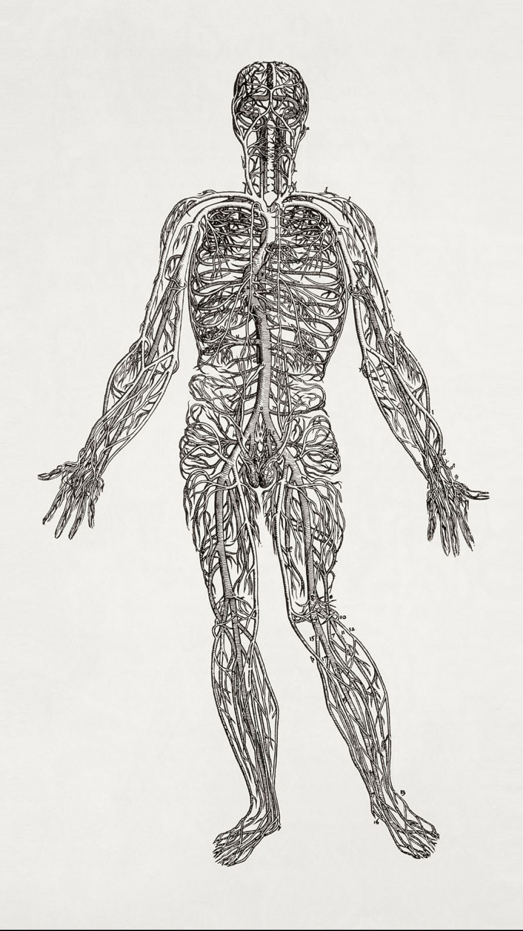 human wallpaper,human anatomy,standing,shoulder,joint,drawing (#102997 ...