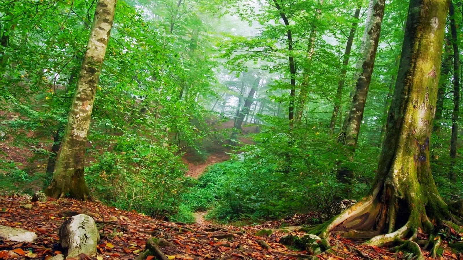 fonds d'écran nature hd téléchargement gratuit,forêt,paysage naturel,forêt ancienne,la nature,des bois