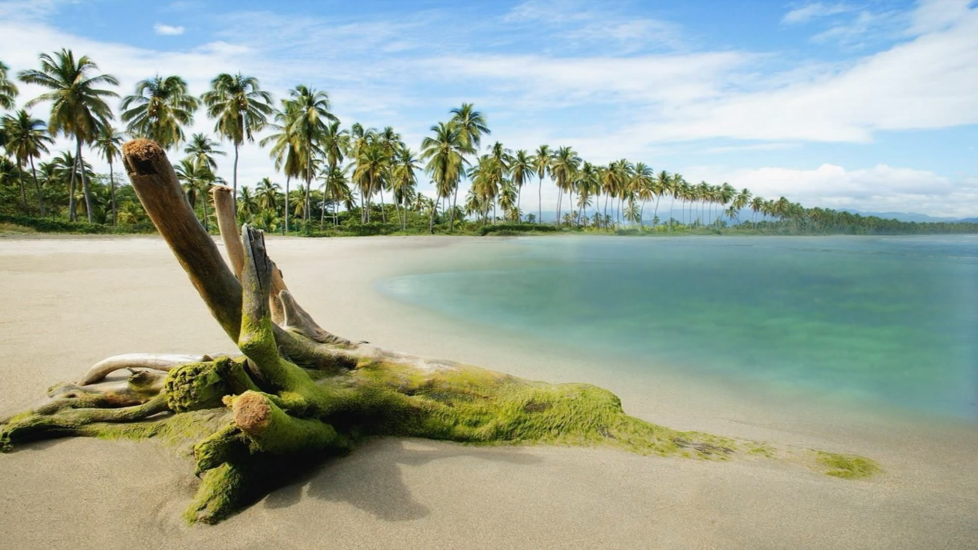 自然壁紙hd無料ダウンロード,自然,岸,木,自然の風景,カリブ海