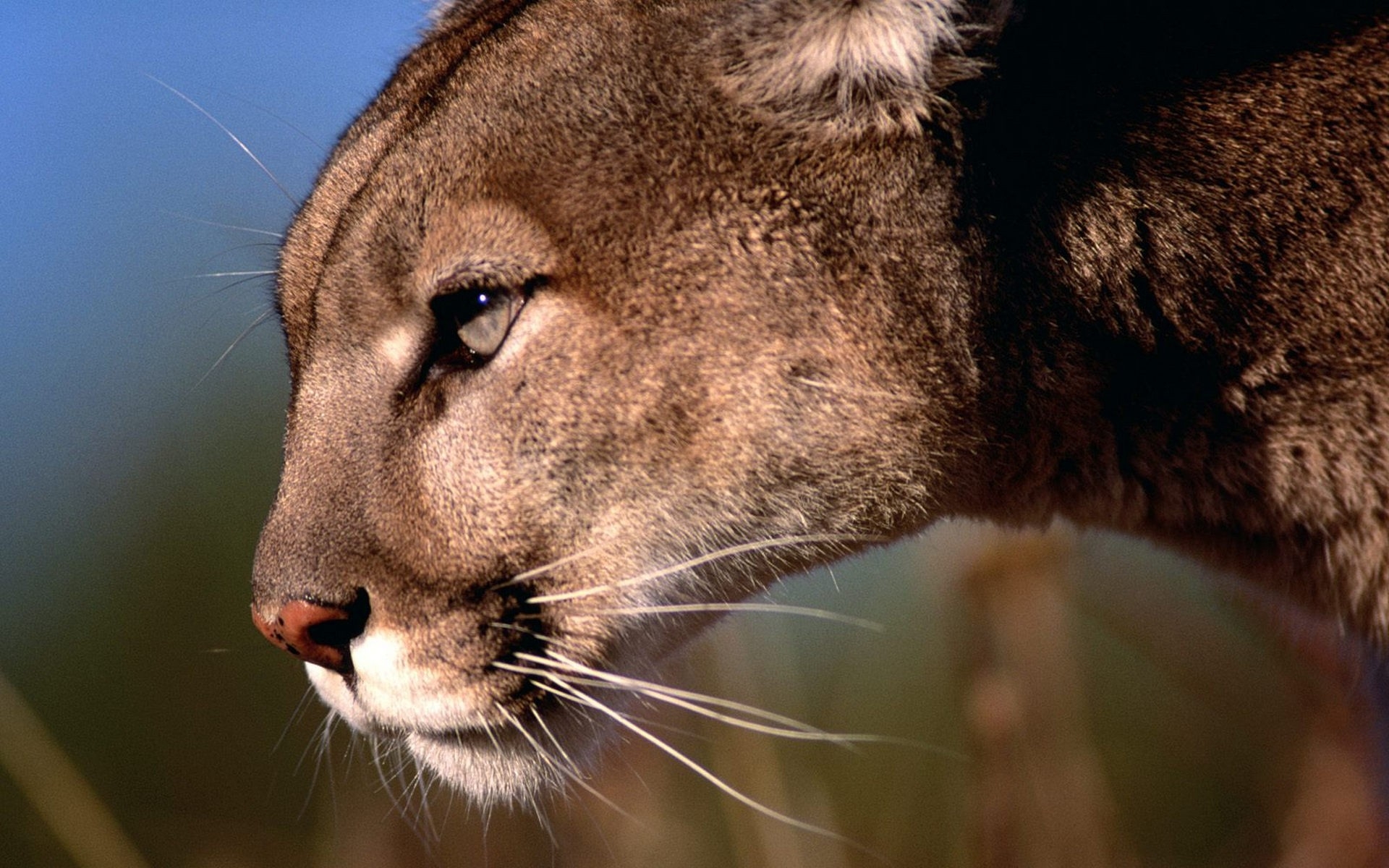 fond d'écran puma,faune,puma,puma,animal terrestre,félidés