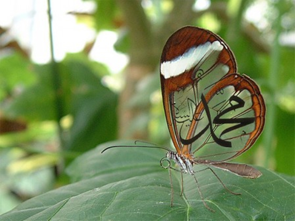 fonds d'écran islamiques 3d téléchargement gratuit,papillon,insecte,papillons et papillons,feuille,invertébré