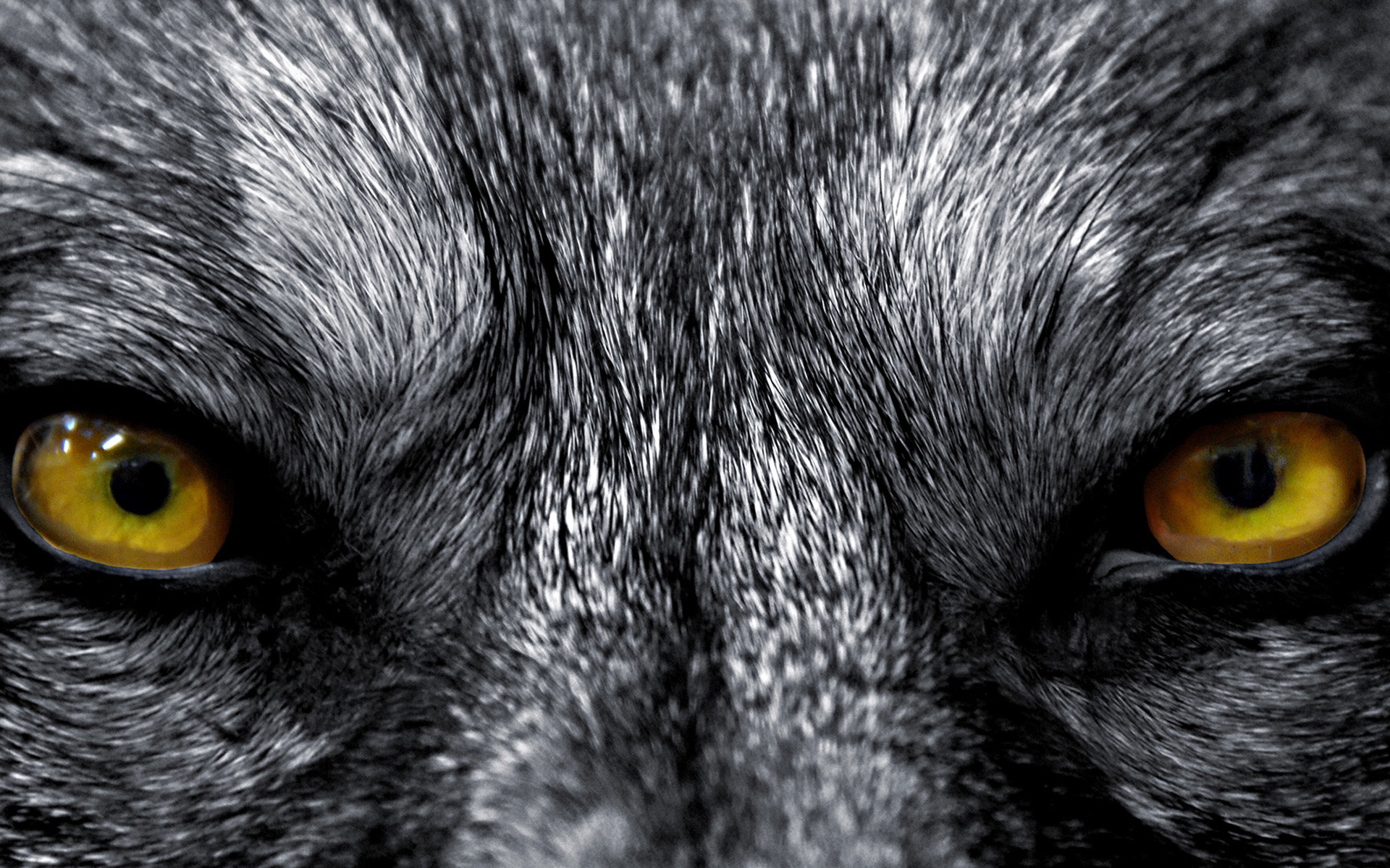angry wallpaper,mammal,eye,close up,whiskers,snout