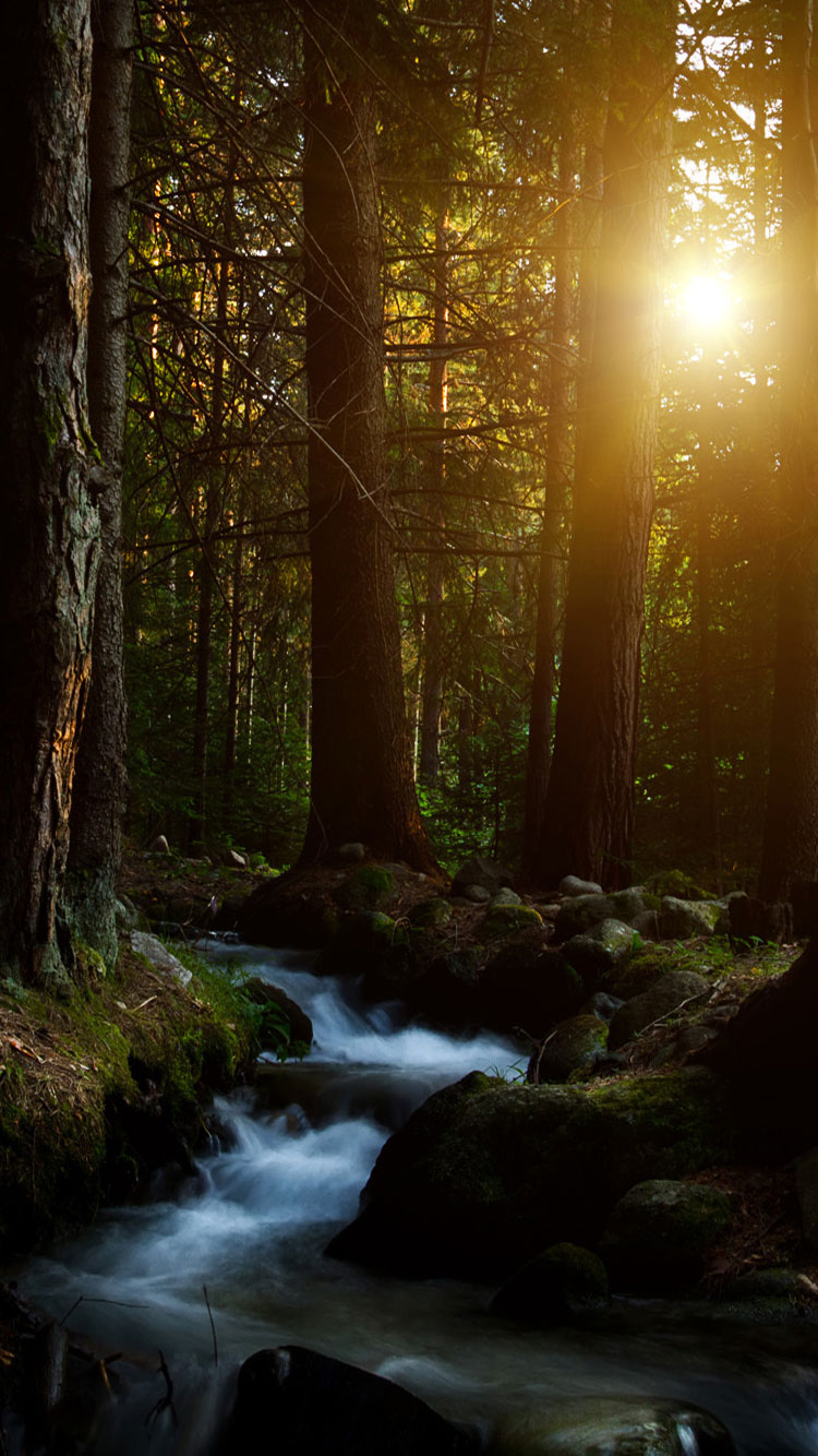 bellissimi sfondi per iphone,paesaggio naturale,natura,foresta,albero,luce del sole