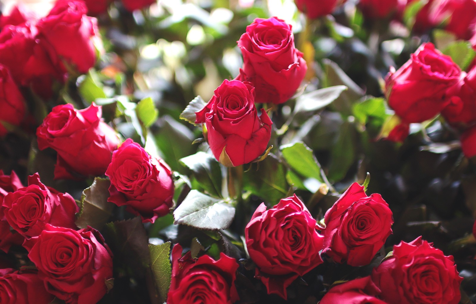 amour fleurs fonds d'écran,fleur,roses de jardin,plante à fleurs,rose,julia enfant rose