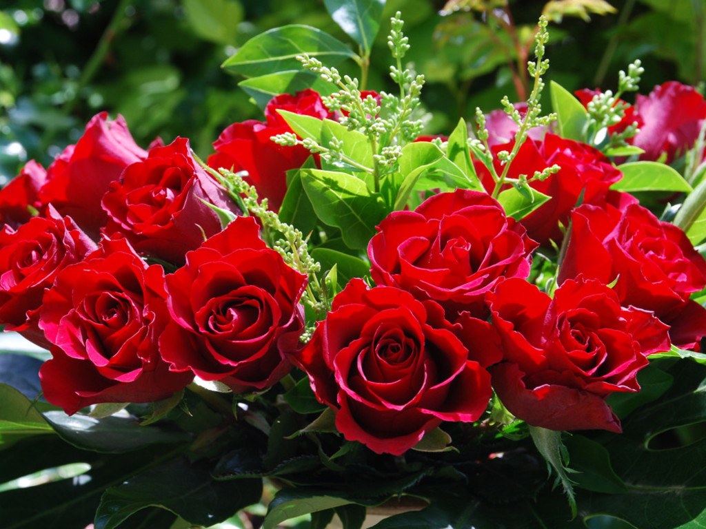 amour fleurs fonds d'écran,fleur,plante à fleurs,roses de jardin,rose,floribunda