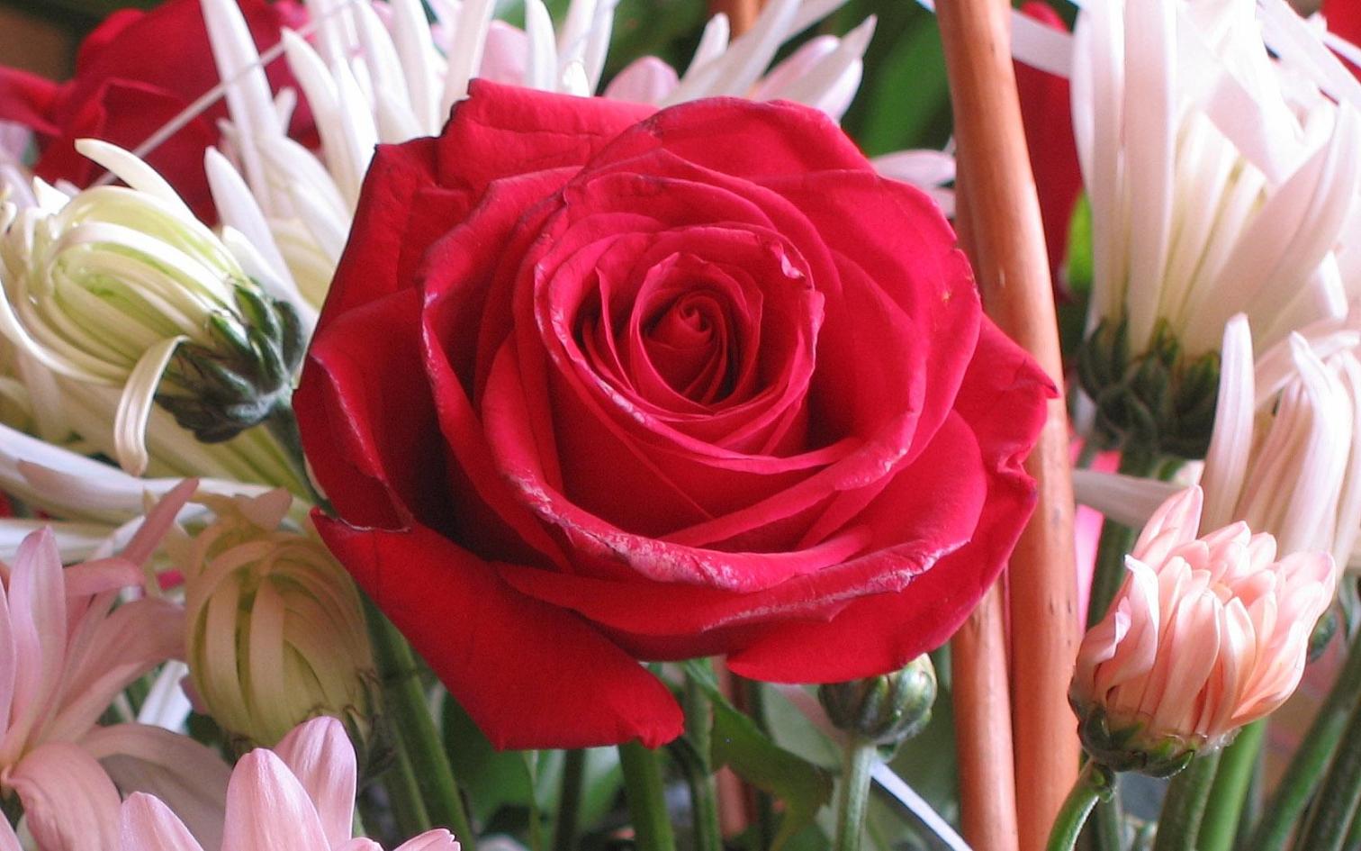 amor flores fondos de pantalla,flor,planta floreciendo,rosas de jardín,pétalo,rosa