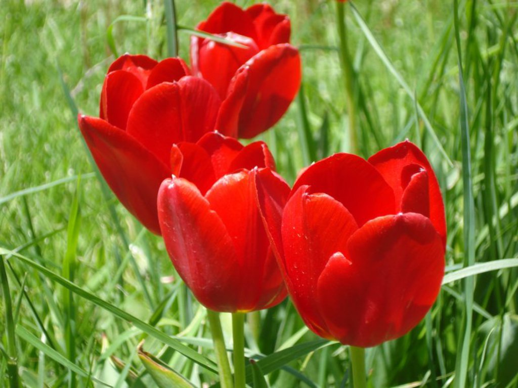 amor flores fondos de pantalla,flor,planta floreciendo,pétalo,tulipán,rojo