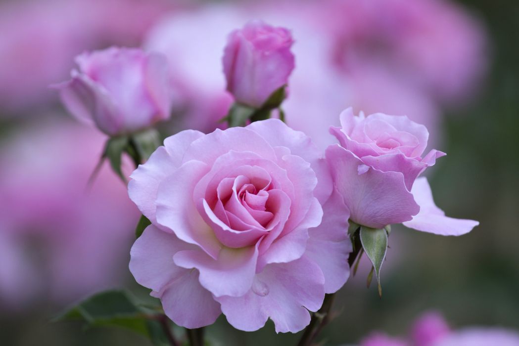 love flowers wallpapers,flower,flowering plant,petal,pink,garden roses