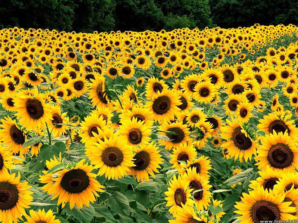 yellow flower wallpaper,sunflower,flower,plant,sunflower,field