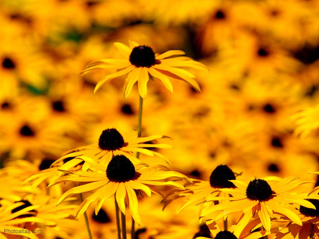 papel tapiz de flor amarilla,susan de ojos negros,amarillo,flor,girasol,naturaleza