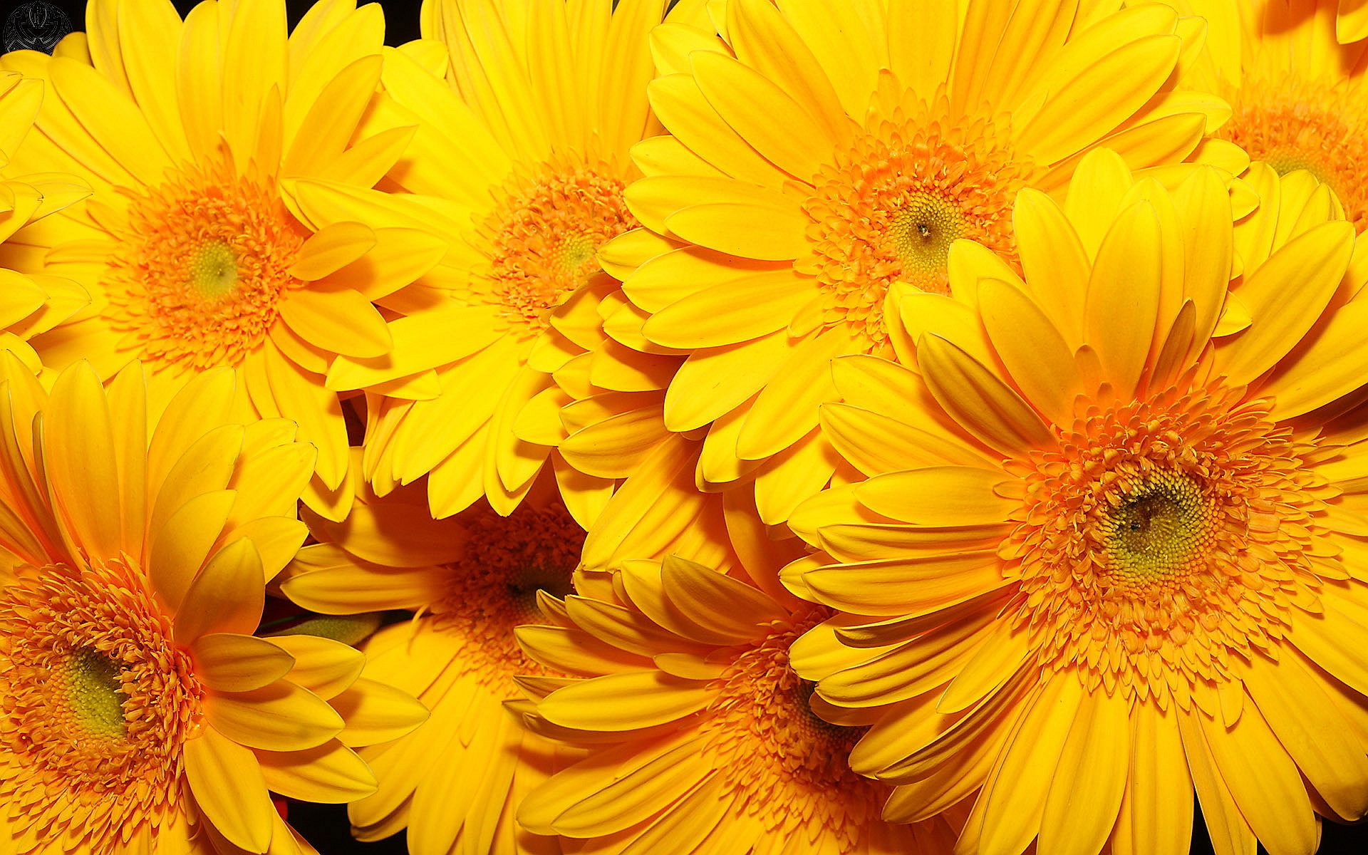 yellow flower wallpaper,flower,flowering plant,barberton daisy,gerbera,yellow