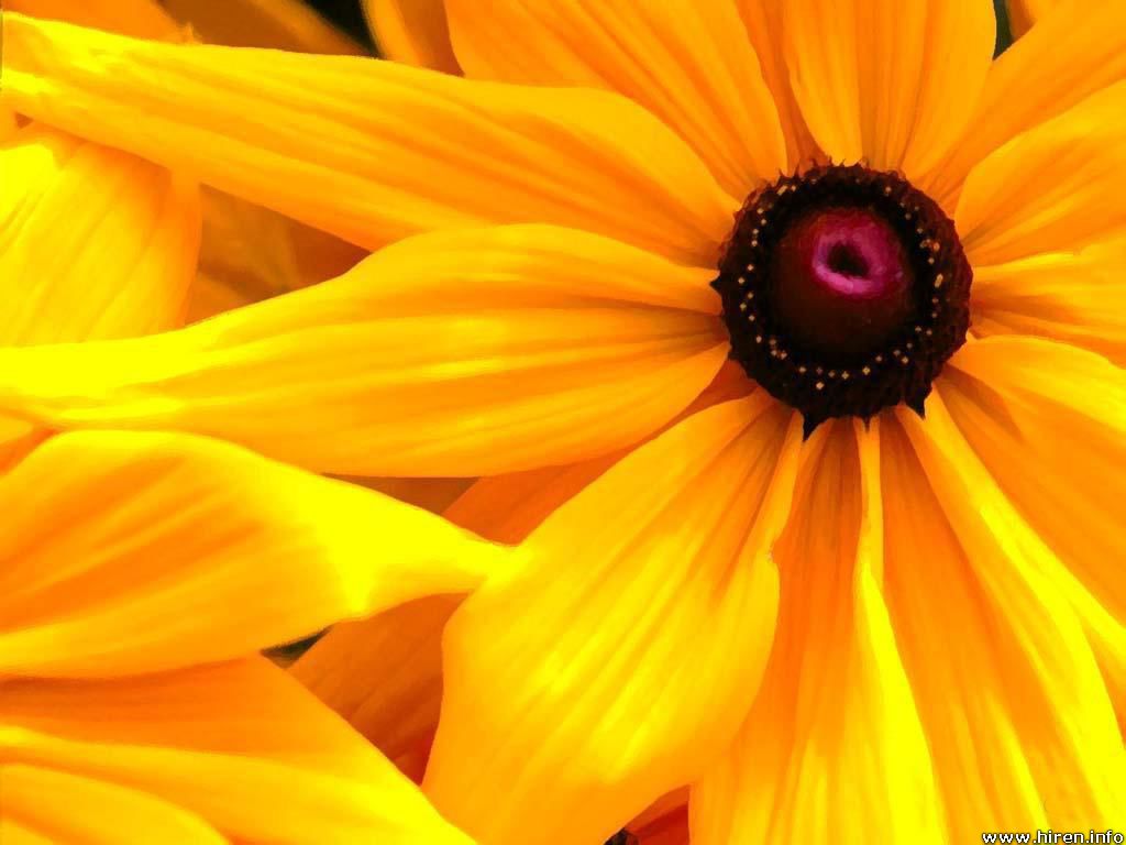노란 꽃 벽지,꽃잎,노랑,주황색,꽃,검은 눈의 수잔