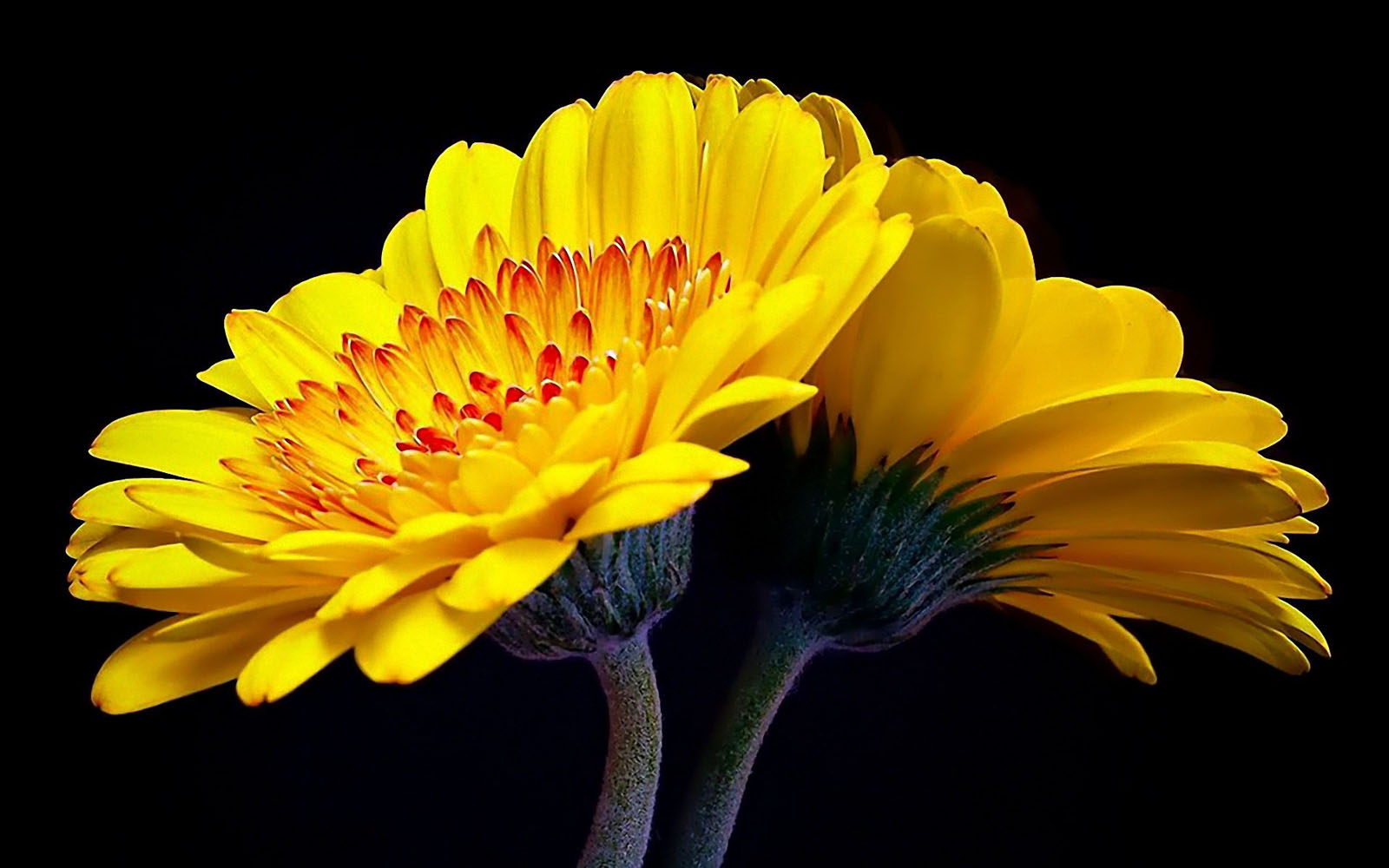 papier peint fleur jaune,fleur,plante à fleurs,pétale,jaune,plante