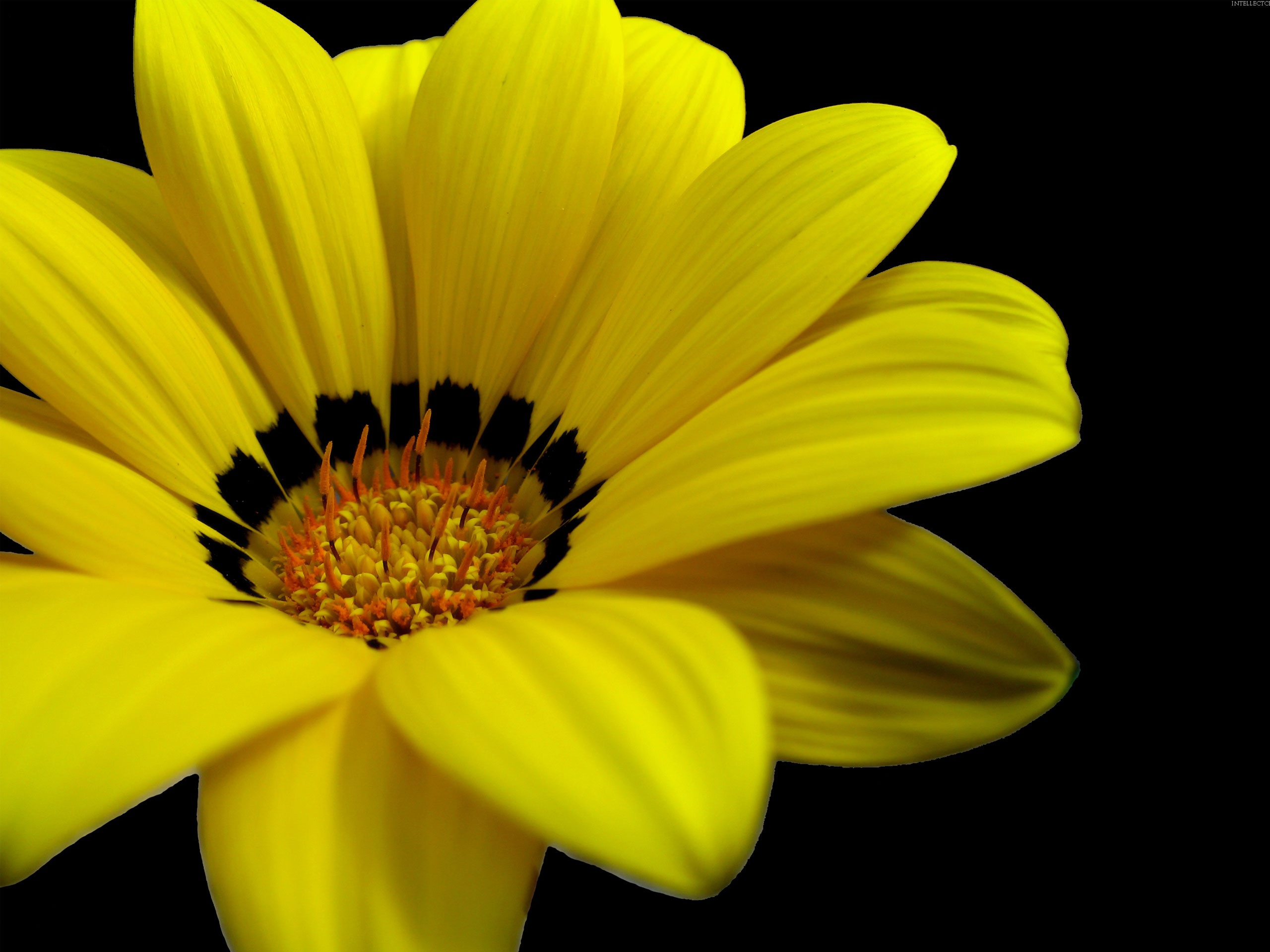 gelbe blumentapete,blütenblatt,blume,gelb,gazania,pflanze